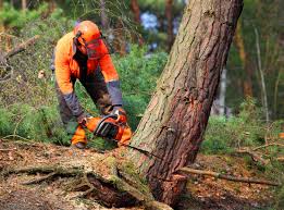 Best Tree Cabling and Bracing  in Gridley, IL